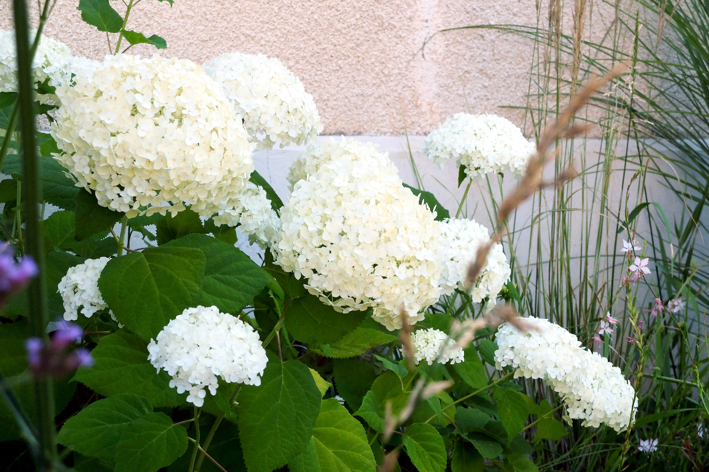 jardin-contemporain-saintdidieraumontdor-maisonsoge-29